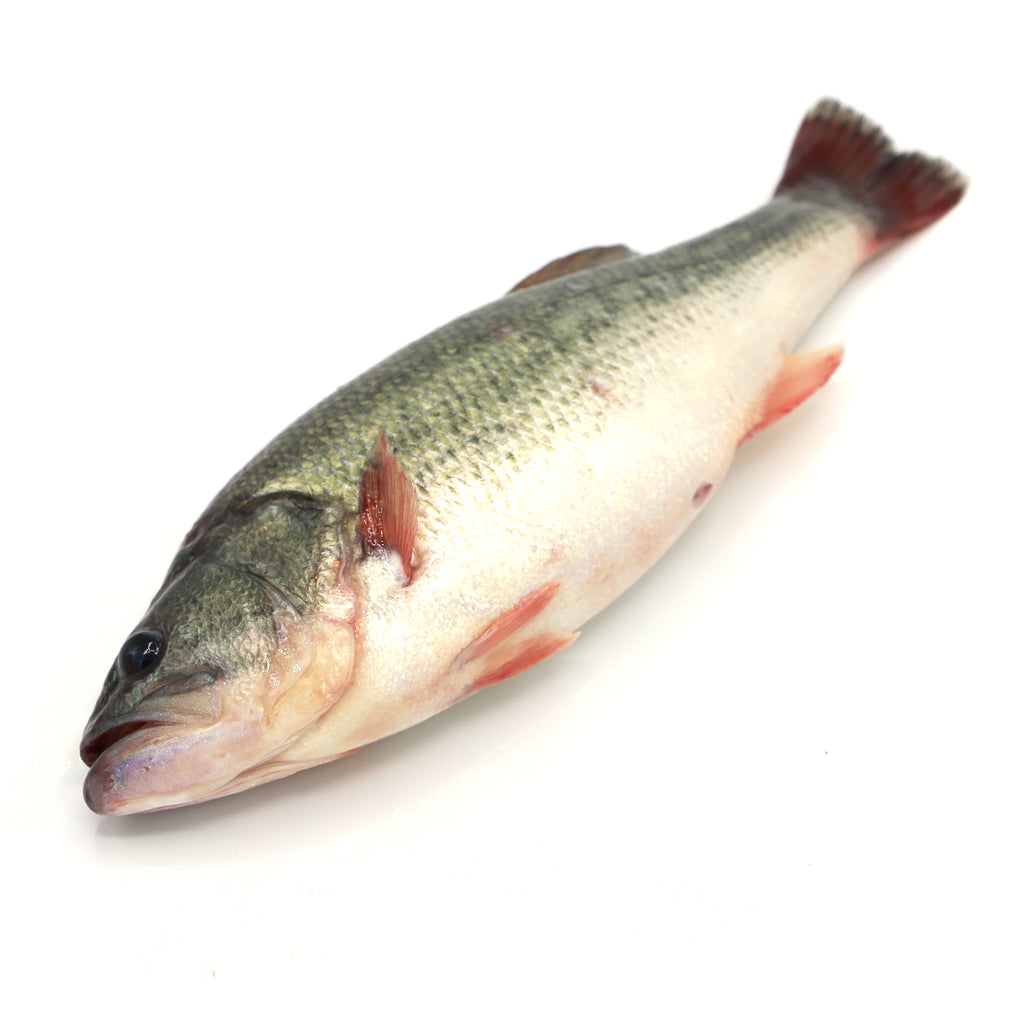 Live Bass Fish 黑鲈魚(盲曹)