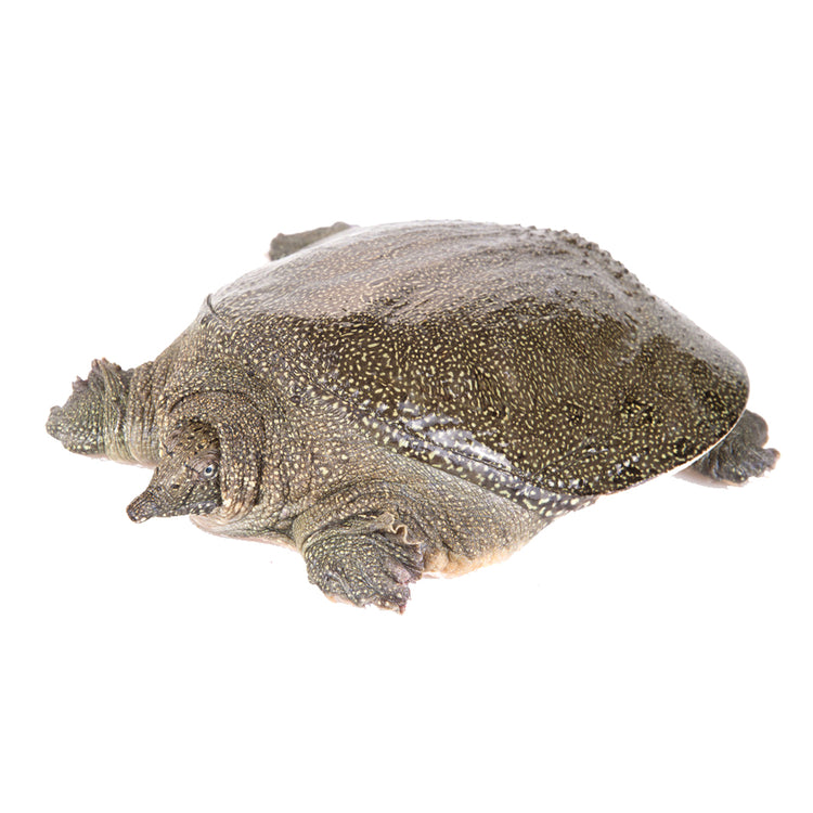 Live Softshell Turtle 生猛水魚